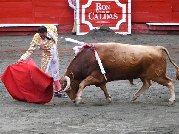 Humillado en la embestida