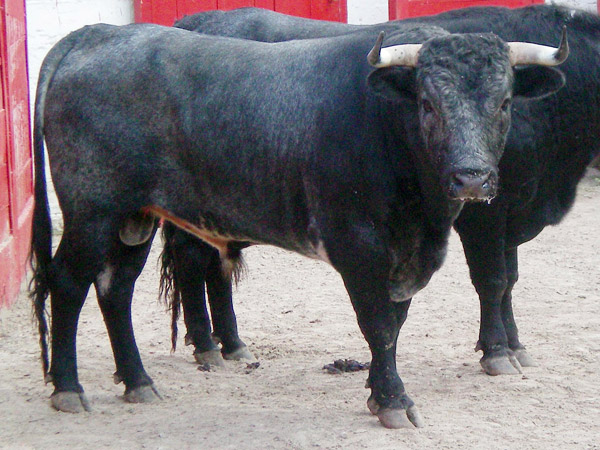 No. 661, con 425 kg.