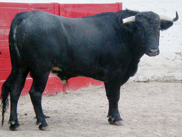 No. 622, con 440 kg.