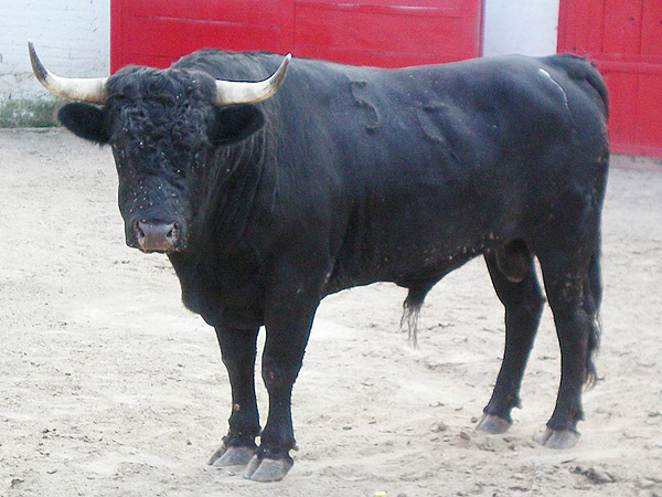 No. 550, con 405 kg.