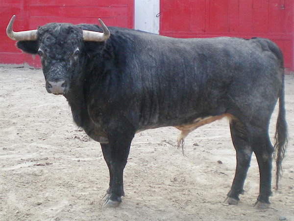 No. 540, con 400 kg.