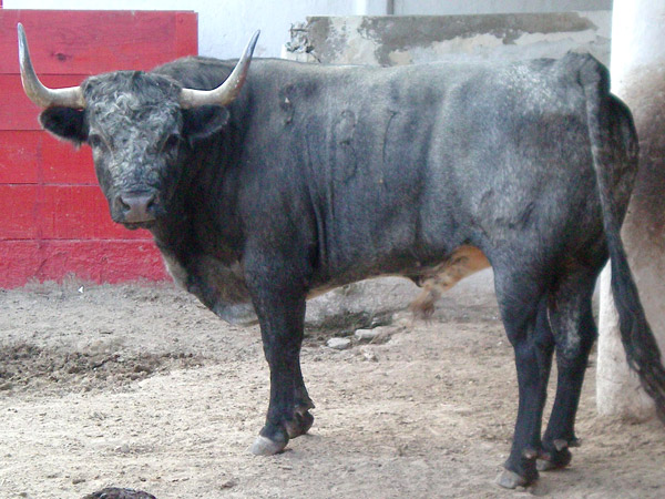 No. 531, con 435 kg.