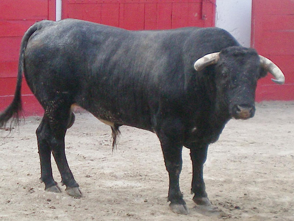 No. 516, con 495 kg.