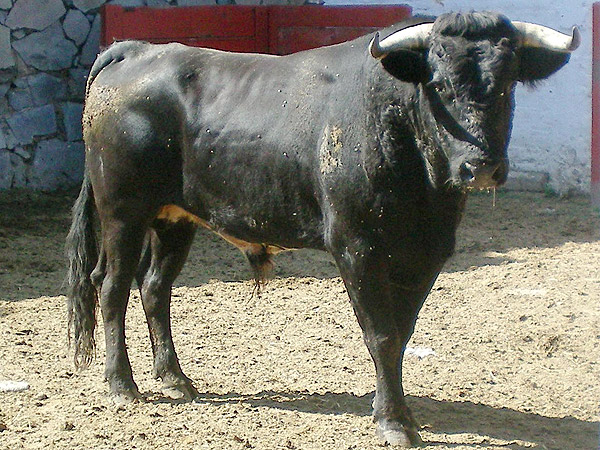 No. 254, con 400 kg. (Campo Real)