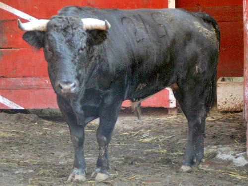 No. 215, con 458 kg.