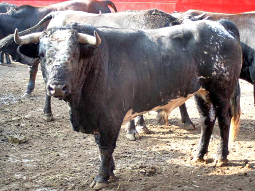 No. 167, con 438 kg.