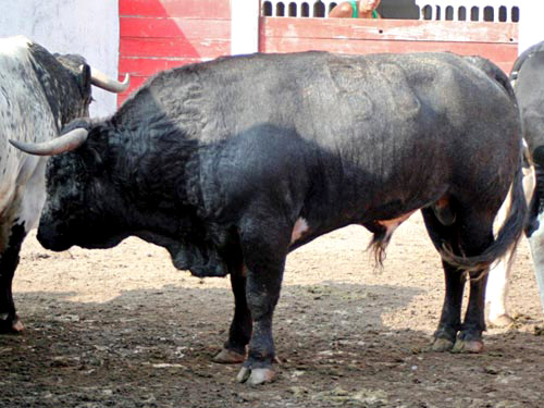 No. 50, con  486 kg.