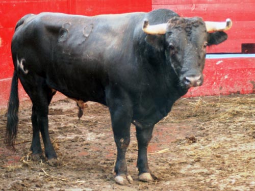 No. 89, con 510 kg. (rejones)