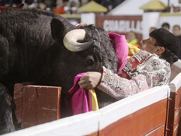 El pit�n en el pecho