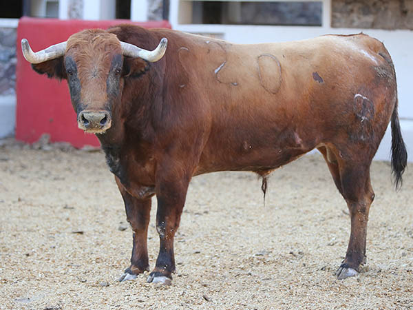 Toro No. 20 (rejones)