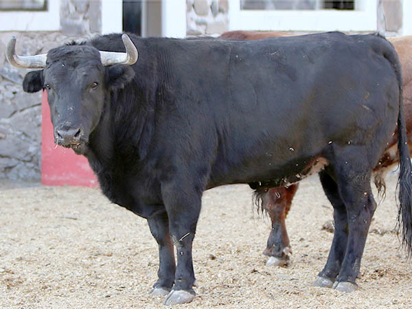 Toro No. 6 (Rejones)