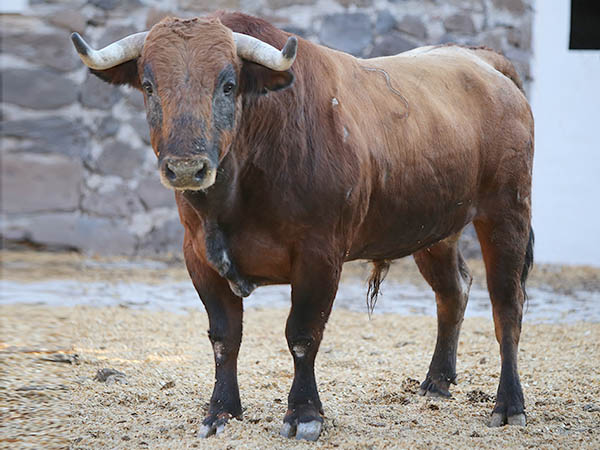 Toro No. 3 (Rejones)