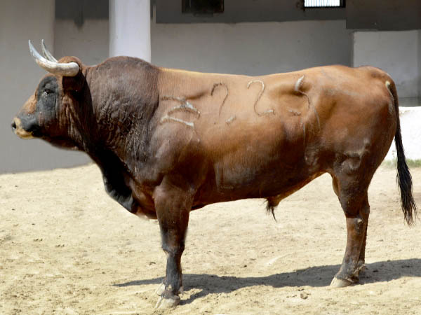 Toro No. 223 (Mimiahu�pam)