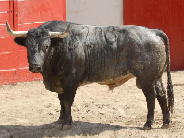 Toro No. 280 (Mimiahu�pam)