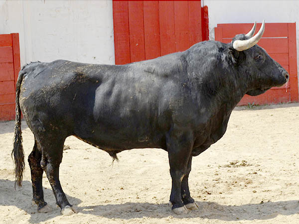 Toro No. 128 (Bego�a)