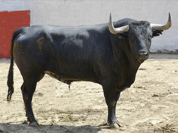 Toro No. 125 (Bego�a)