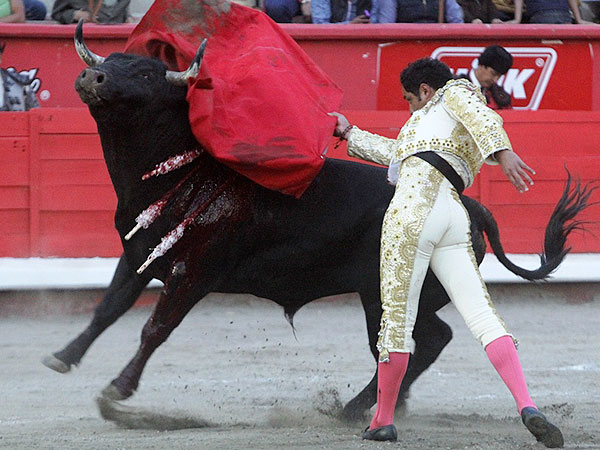 Pas�ndose todo el toro