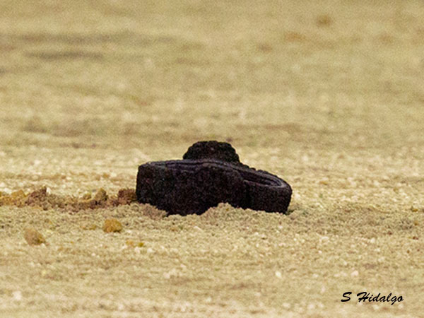 Jugando con la suerte