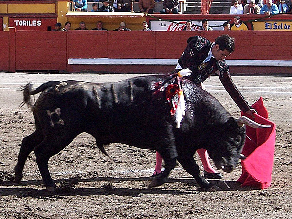 Sometiendo al torazo