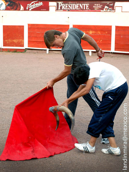 Templando al toro mexicano