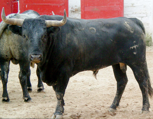 No. 462, con 525 kg.