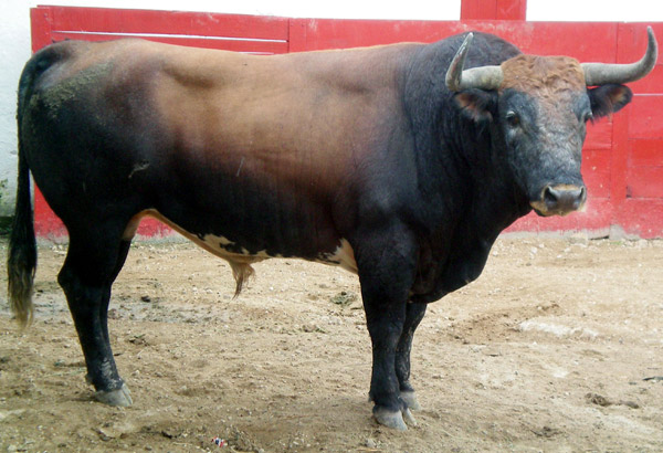 No. 461, con 505 kg.