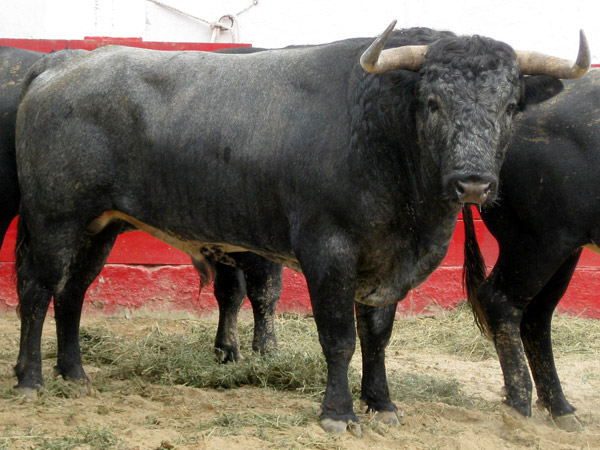 No. 446, con 510 kg.