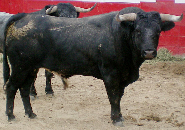 No. 426, con 505 kg.