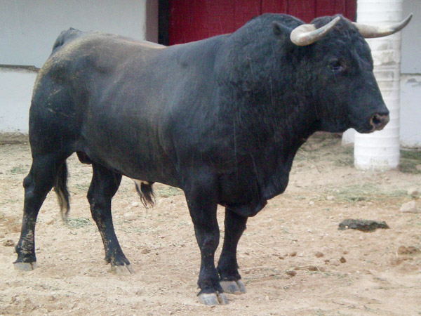 No. 152, con 550 kg. (Bego�a)