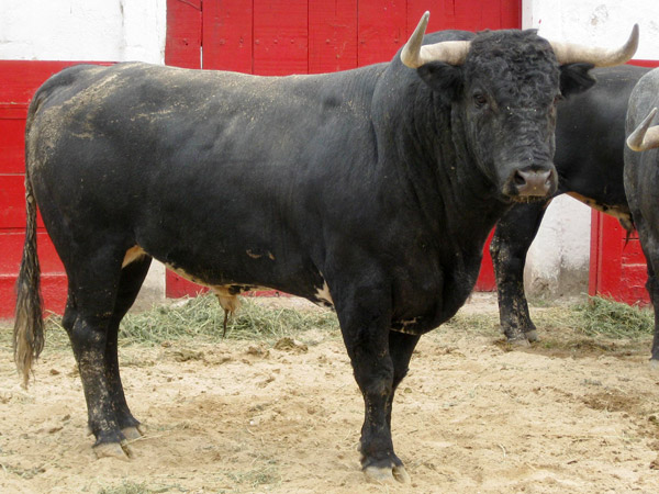 No. 89, con 505 kg. (Bego�a)