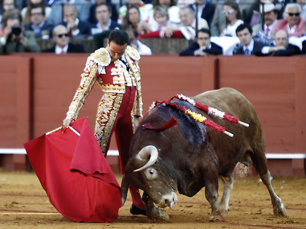 El toro se empelaba en la muleta