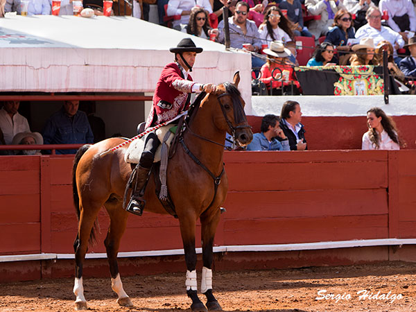 Dando confianza a su caballo