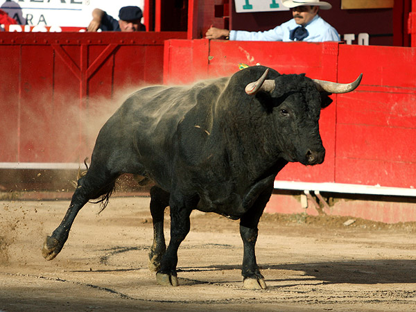 El primero de la tarde