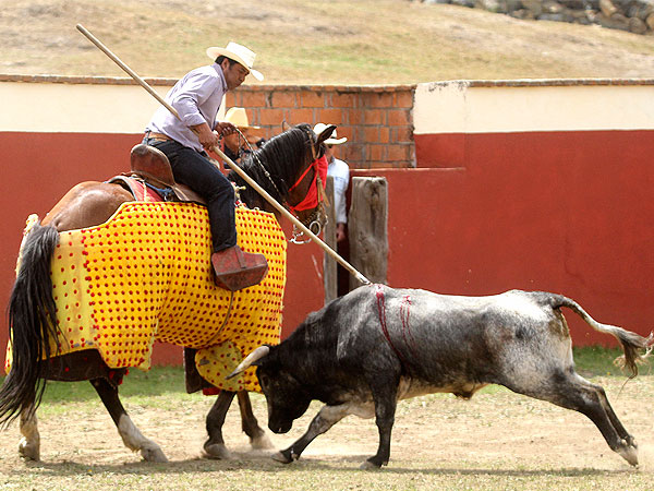 Mal�n picando al novillo