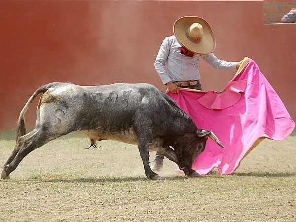 Torero maduro