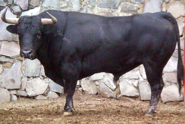 No. 180, negro zaino, 490 kg.
