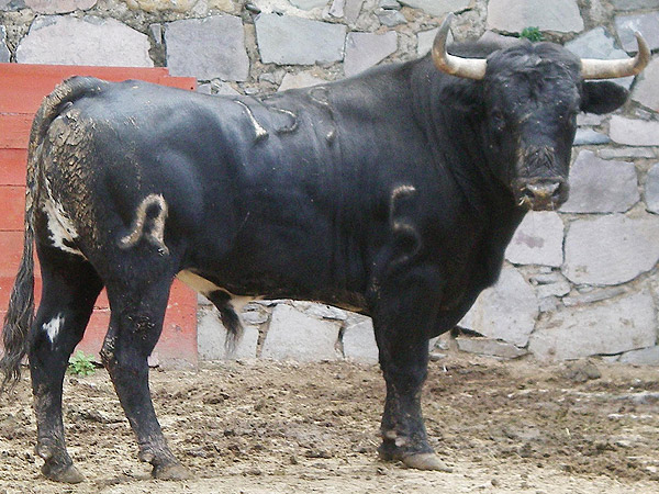 No. 159, negro meano, 555 kg.