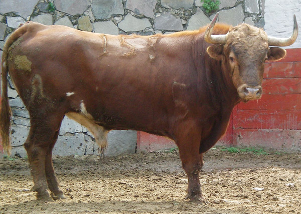 No. 158, colorado jir�n, 480 kg.