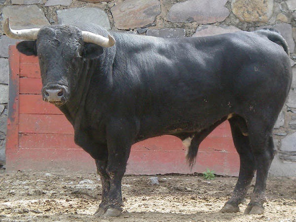 No. 114, negro meano, 515 kg.