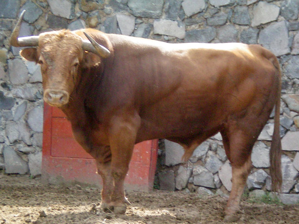 No. 102, colorado, 480 kg.