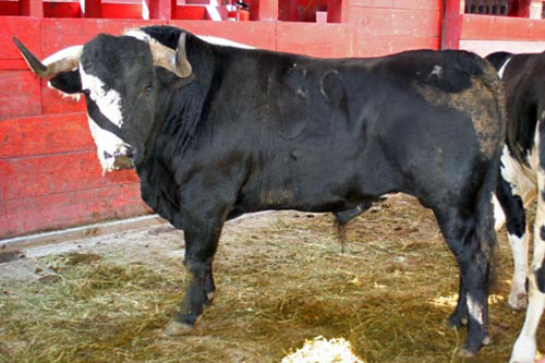 No. 139, negro zaino, 508 kg.