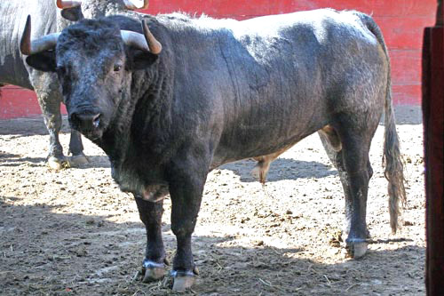 No. 137, c�rdeno nevado, 460 kg.