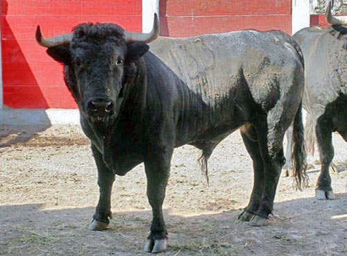 No. 133, c�rdeno bragado, 485 kg.