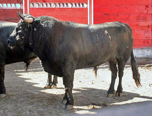 No. 109, negro meano, 463 kg.