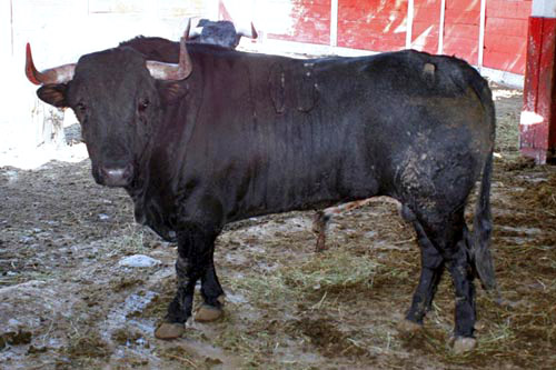 No. 103, c�rdeno bragado, 465 kg.