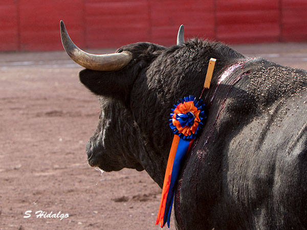 Divisa de Javier Garfias