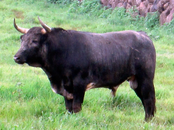 No. 42, c�rdeno, bien puesto