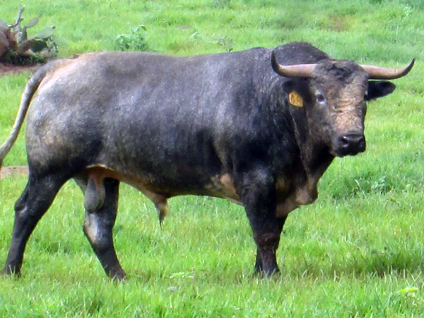 No. 68, c�rdeno claro