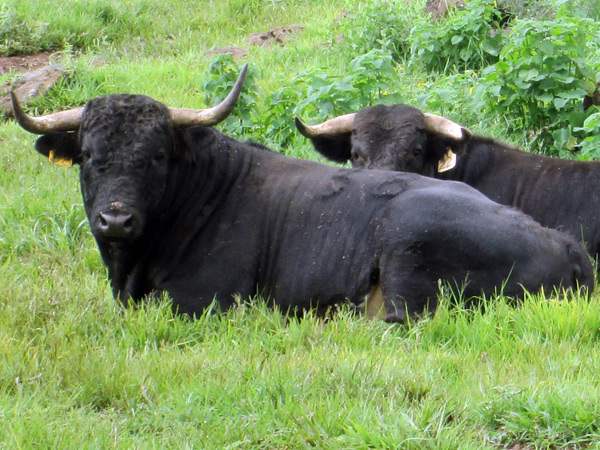 No. 38, negro bragado, paliabierto