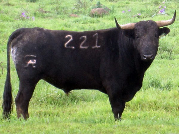 No. 221, negro zaino, bien puesto